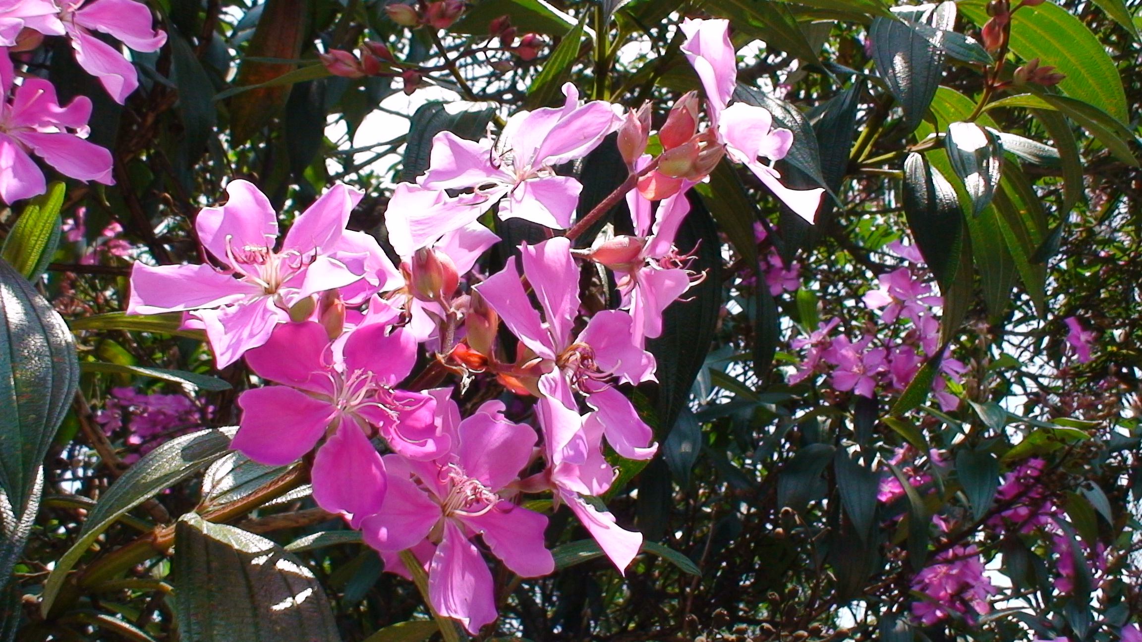 pink flowers growing from the tops of a tree