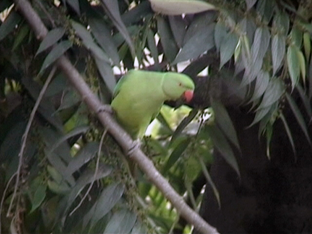 green bird on nch with foliage and leaf