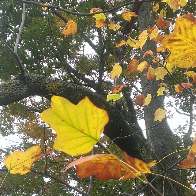 autumn leaves, yellow leaves and the nches of trees