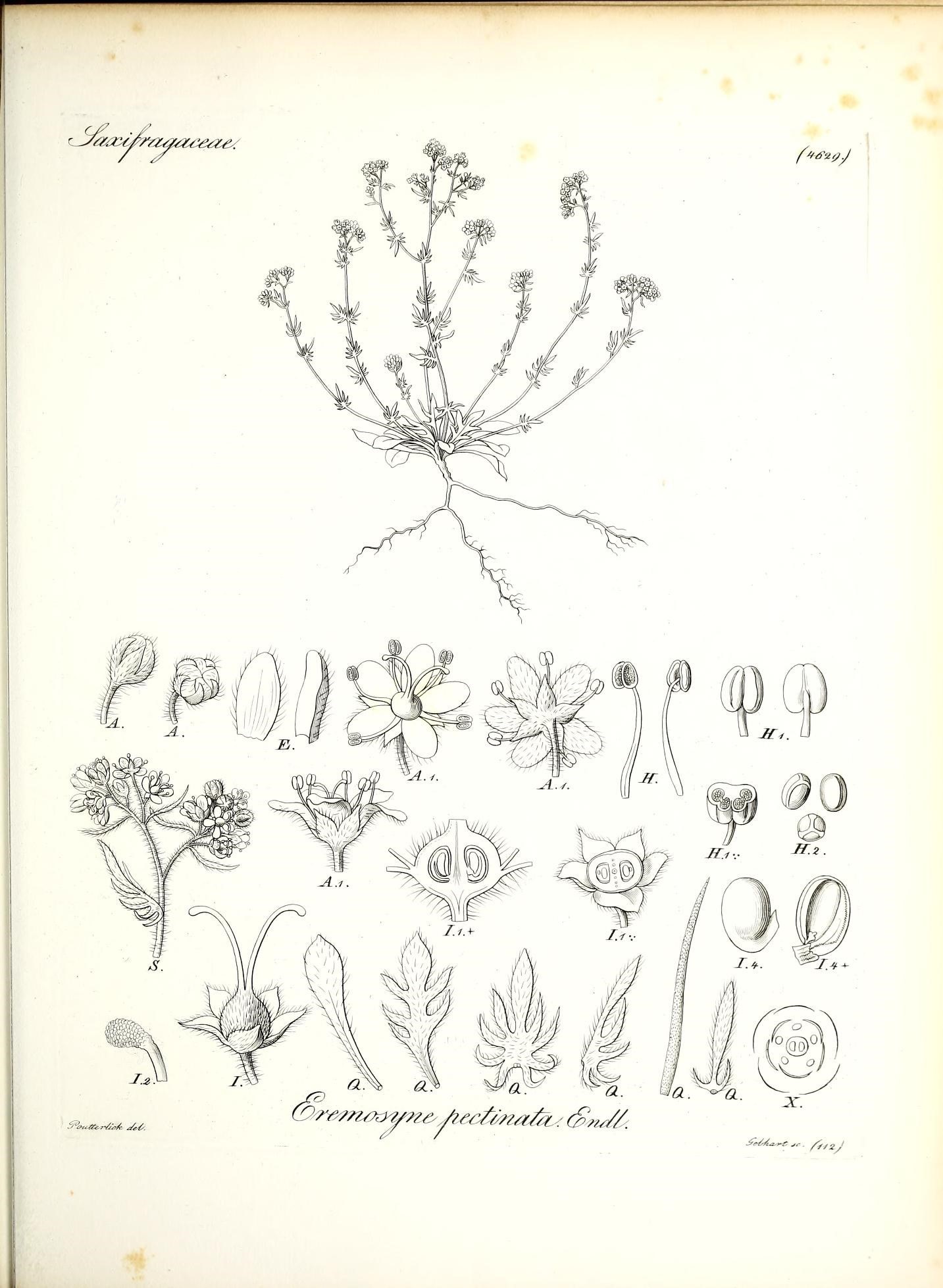 an old book with a plant drawing on it