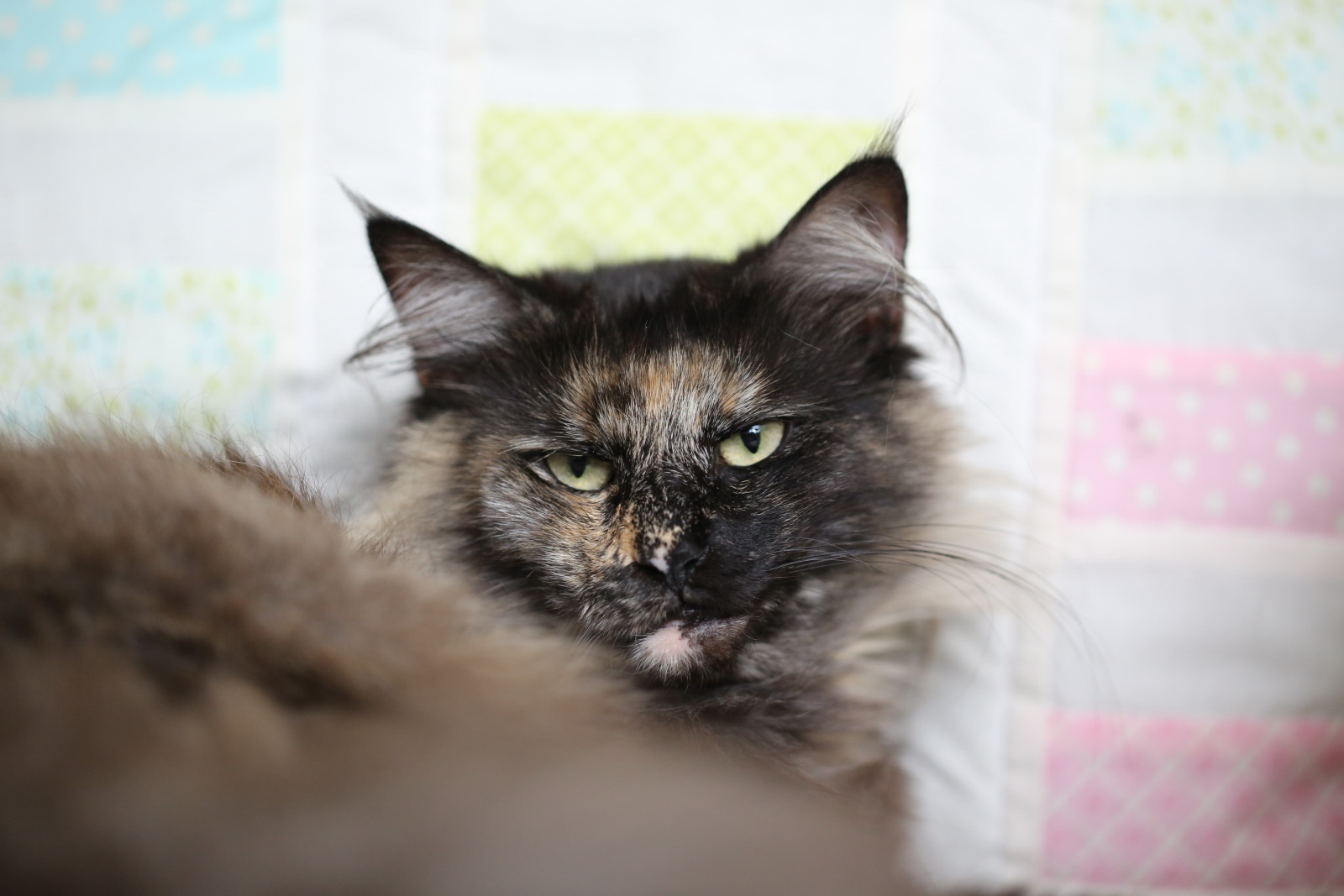 a furry brown cat looking at the camera