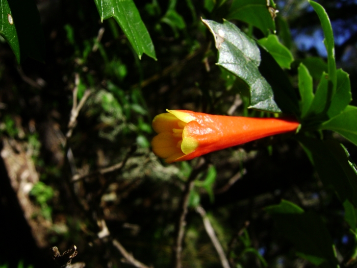 an orange flower with a stem near green leaves