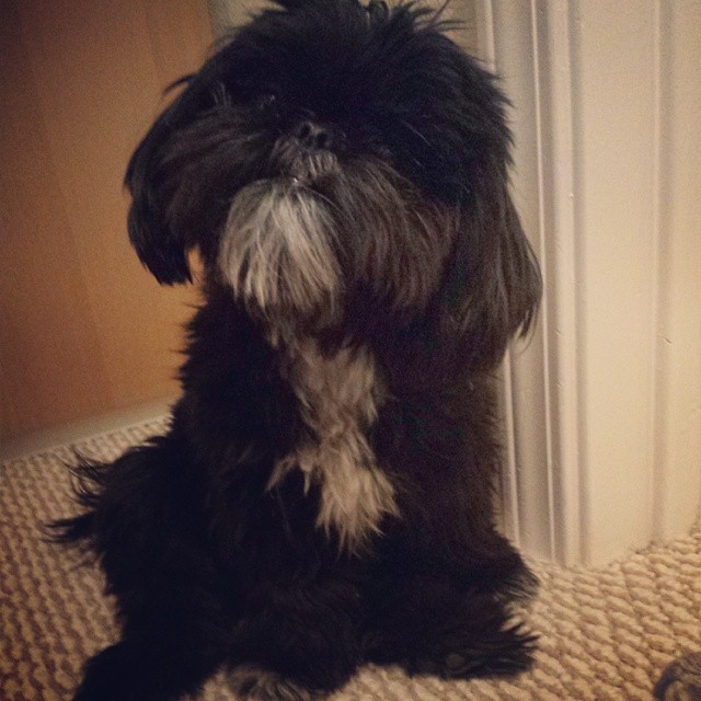 a fluffy black dog sitting on top of a blanket