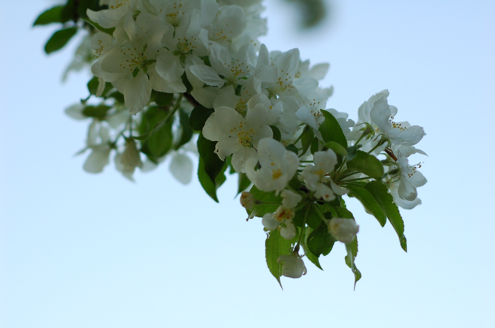 flowers are blooming on a tree in the sunlight