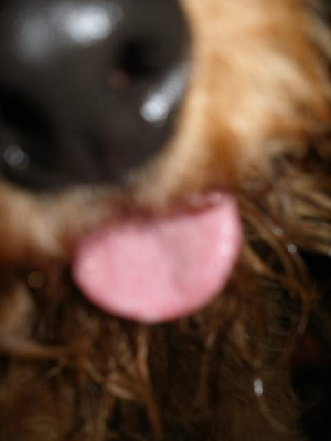 closeup of the nose of a dog