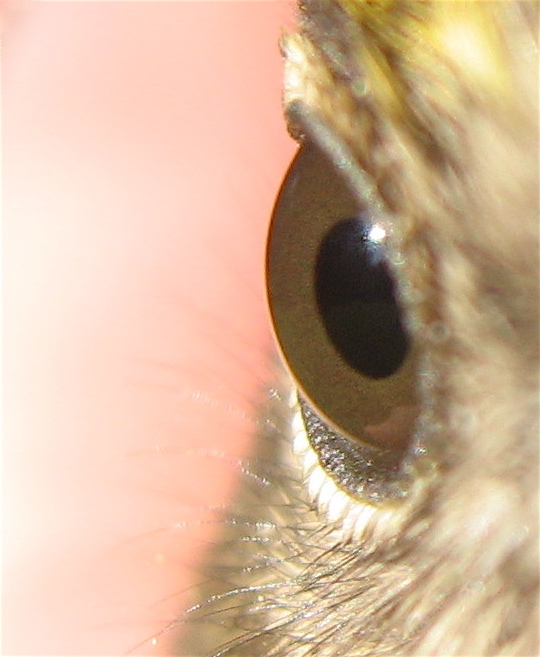 an image of an animal's eye through a lens