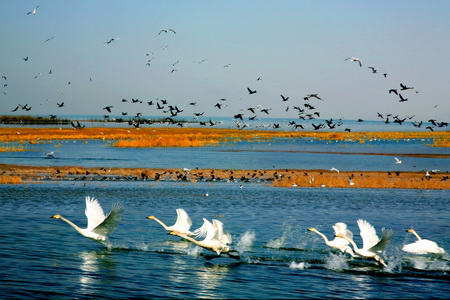 several white birds in the water with a flock of birds above them