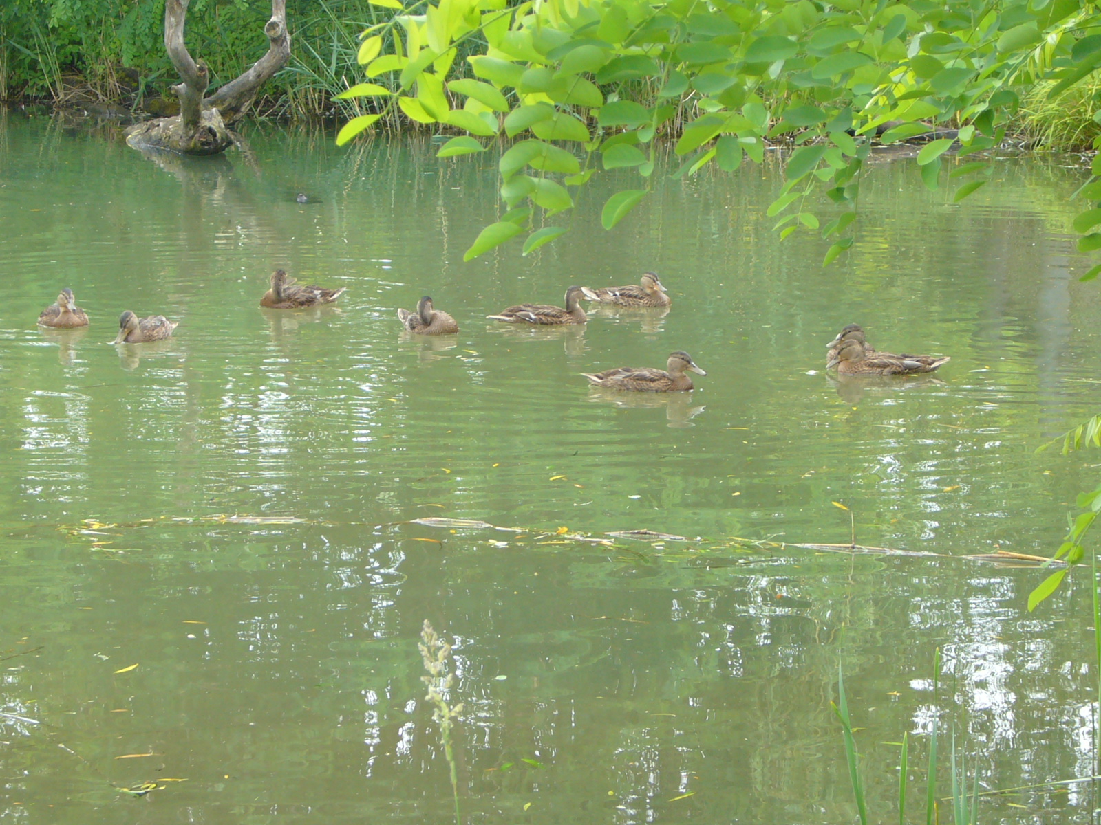 several ducks floating on a pond surrounded by greenery