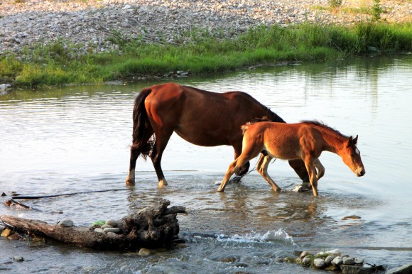 two horses standing in a creek with one eating soing