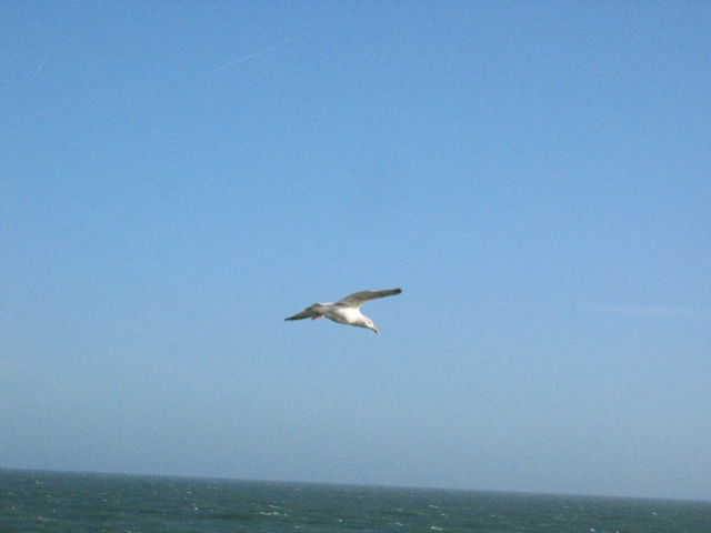 a large bird flying above the ocean under a blue sky