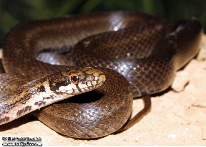 a snake with orange eyes on its head