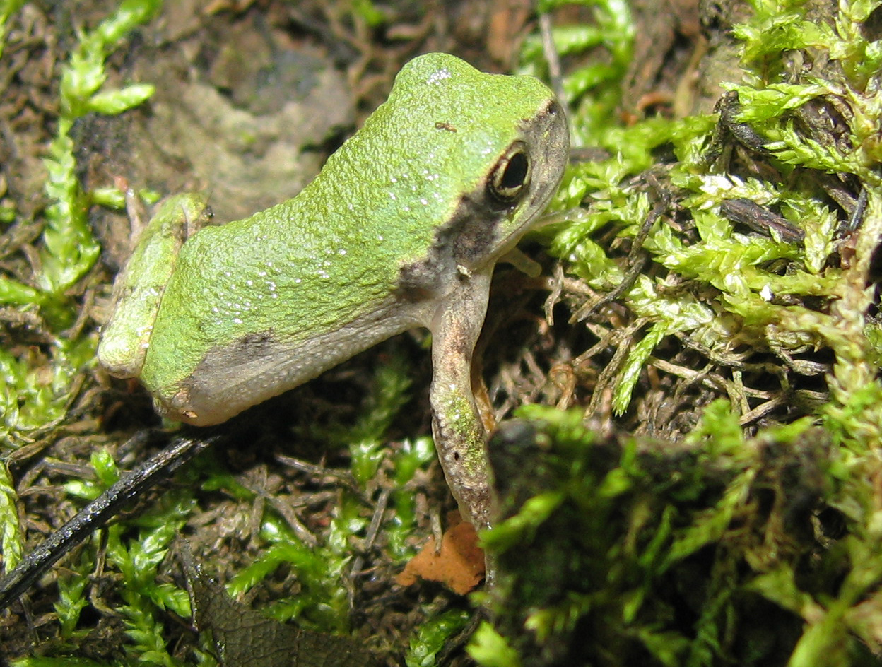 the frog is looking down on his self