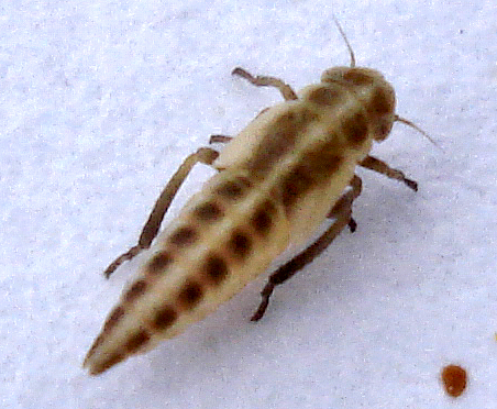 an insect with brown spots is standing on a white surface