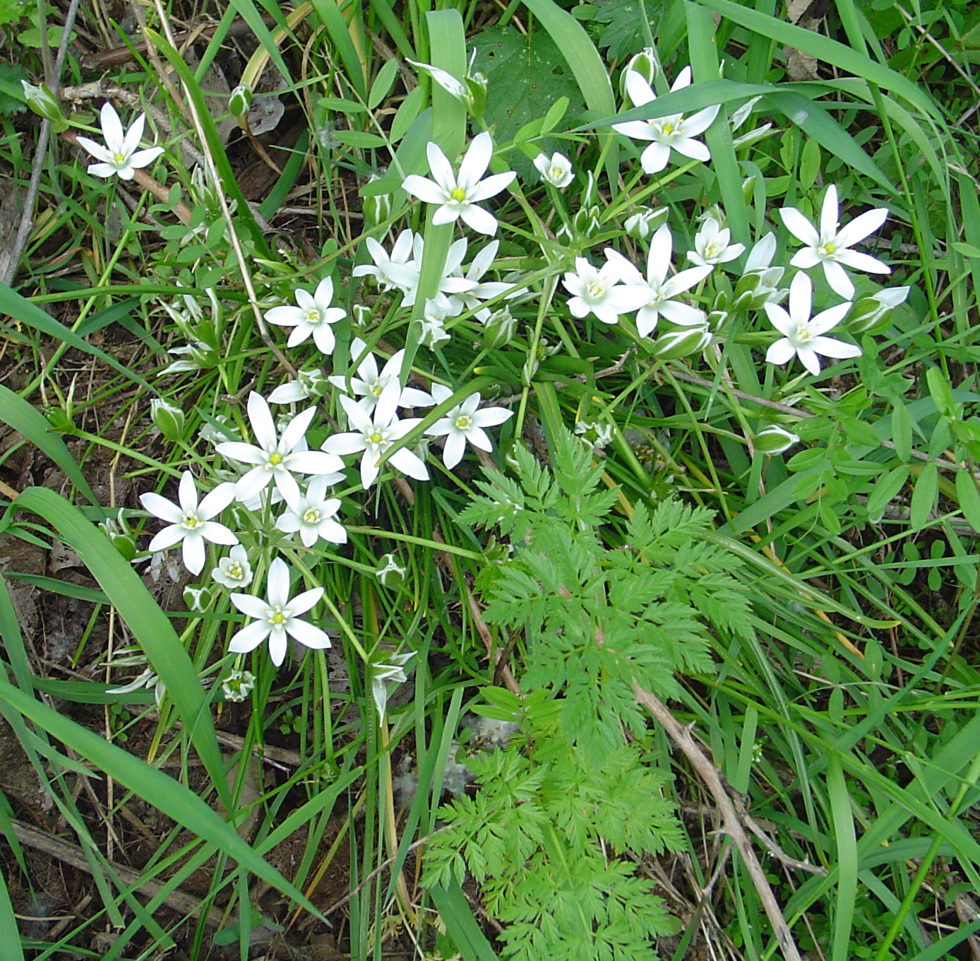 a cluster of flowers grows on the ground among some grass