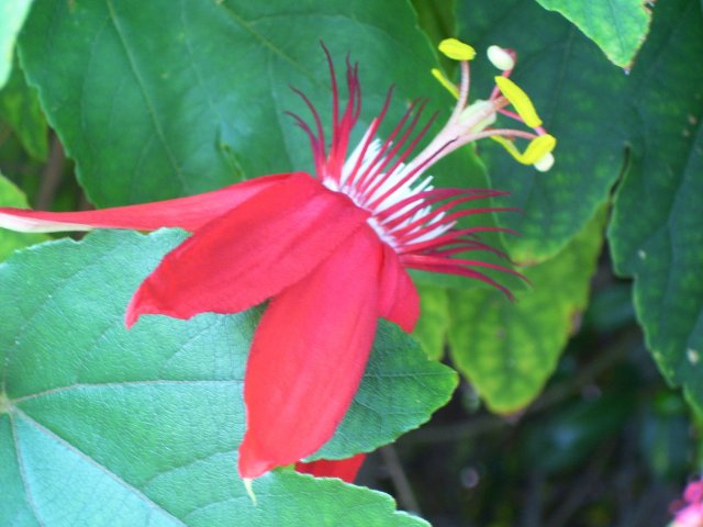 a very pretty red flower by some big leaves