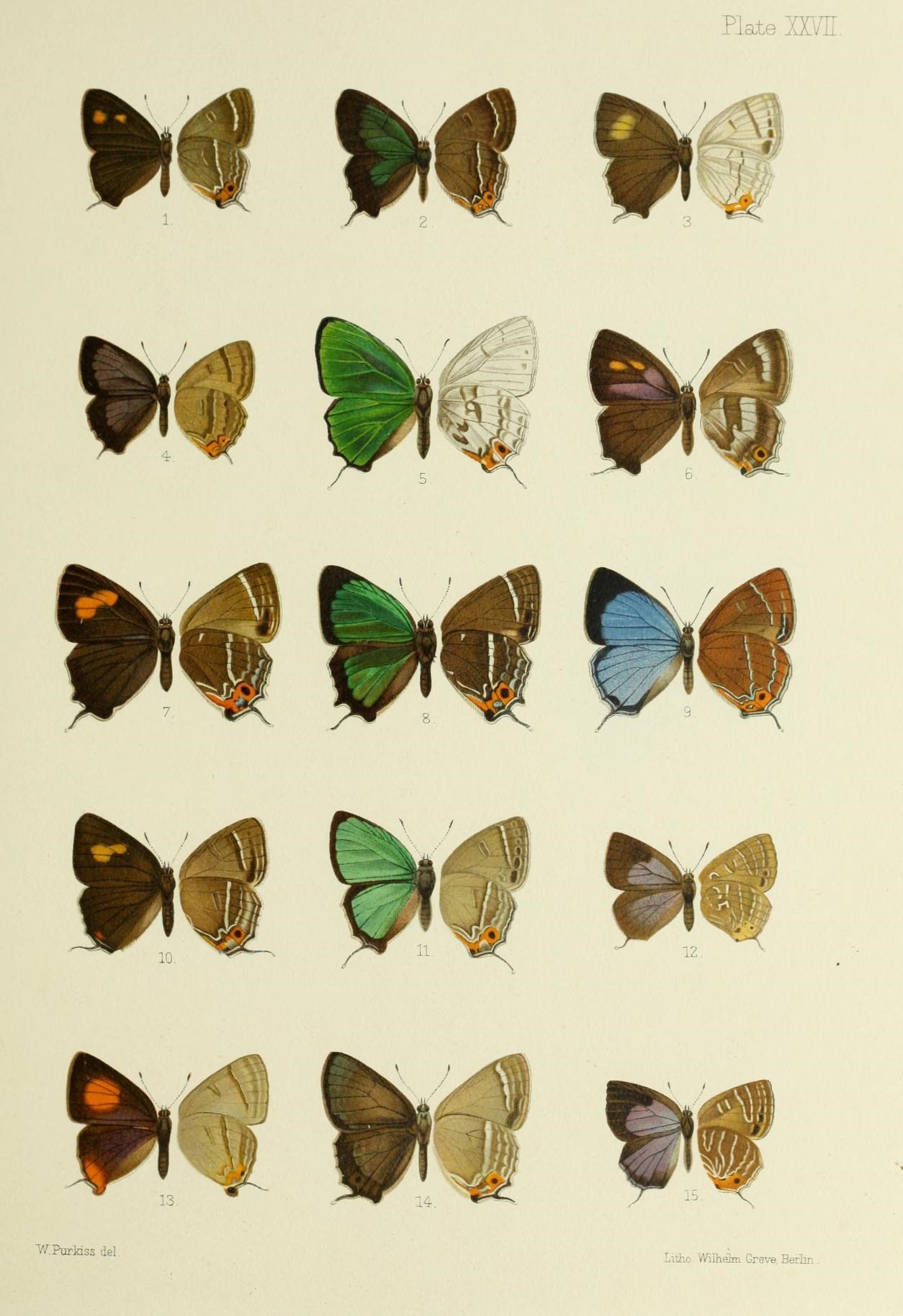 a colorful spread of different colored erflies