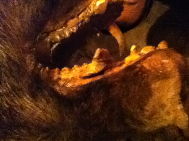 a gorilla's neck and mouth with it's teeth open