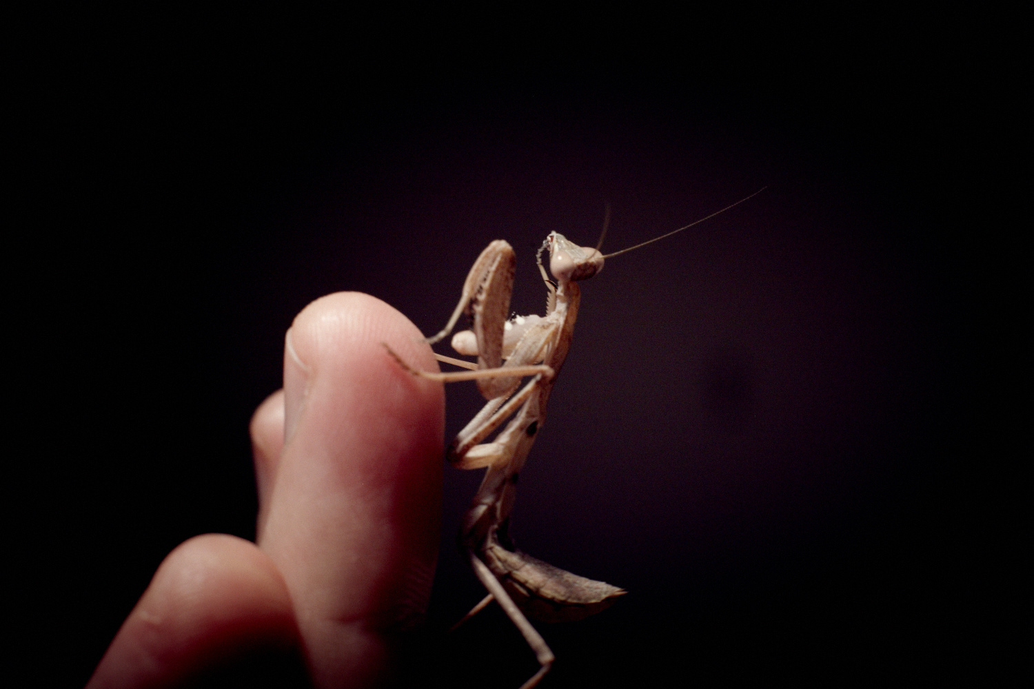 a person holding a praying praying mantissa