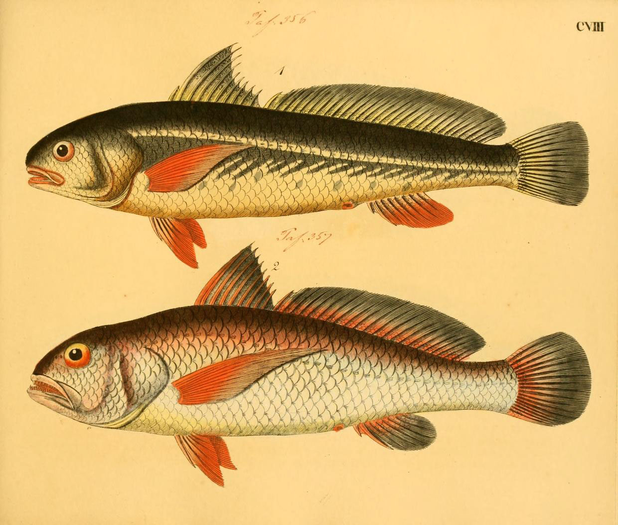 fish drawings from an early 19th century lithog book