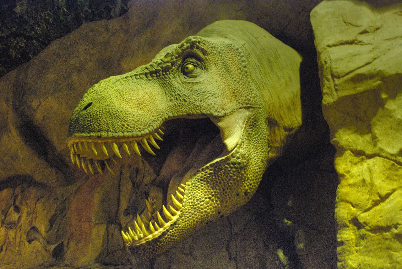 an adult tyransaurus dinosaur inside of its enclosure
