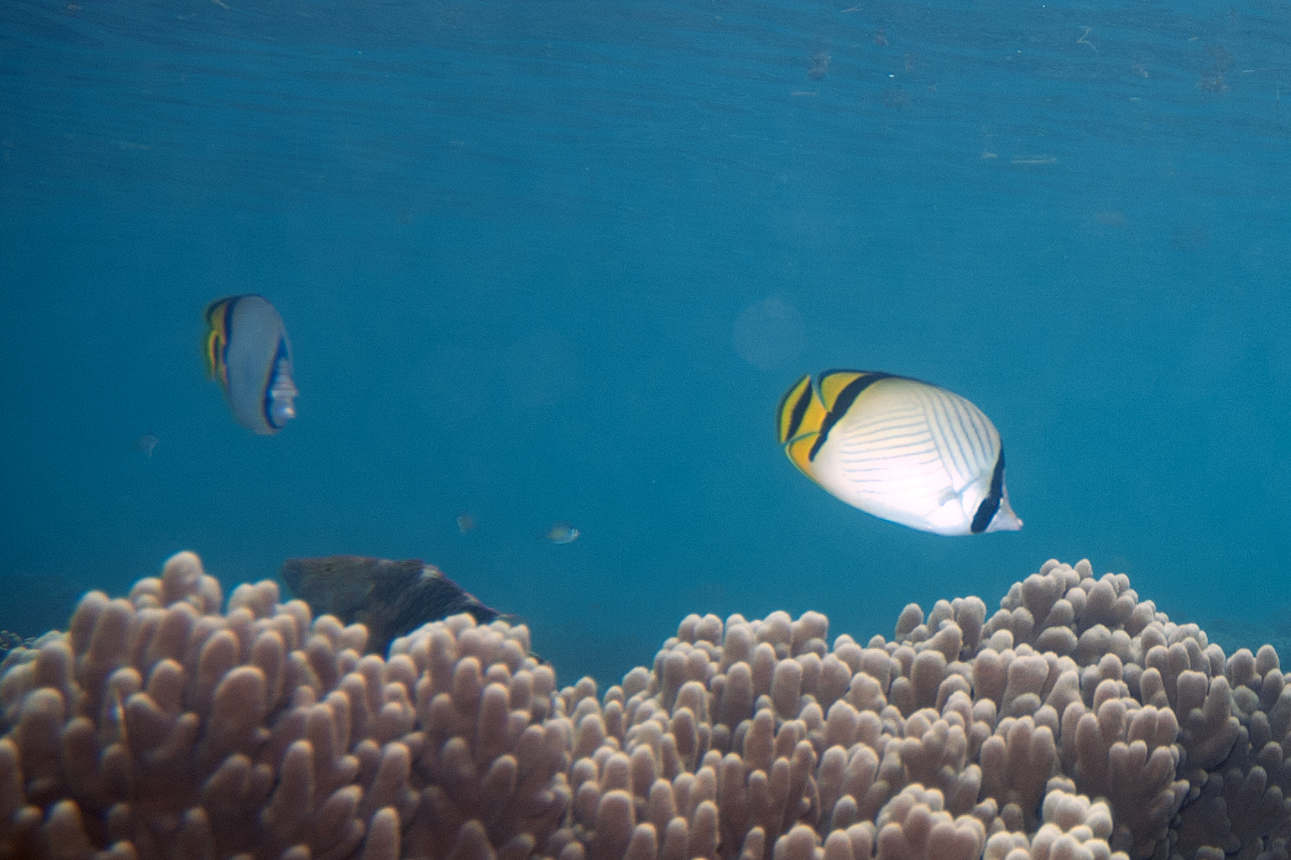 a white fish is swimming along a reef