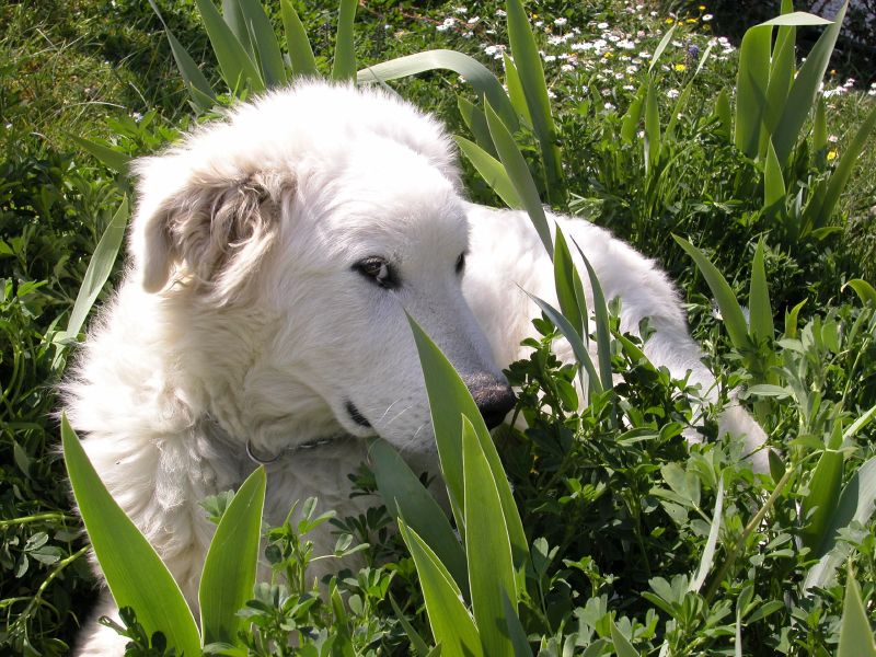 a dog in a field eating weeds