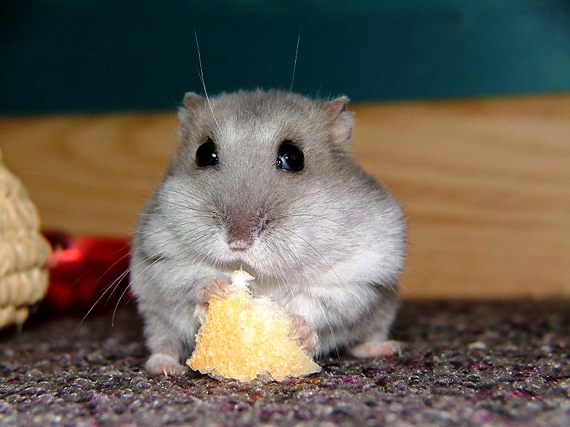 a little hamster with a piece of bread in his mouth