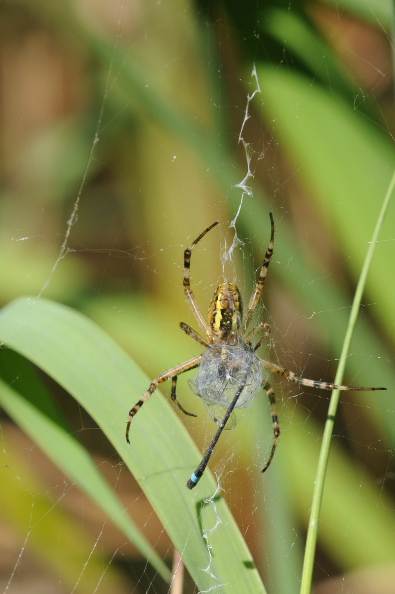 a close up of a spider sitting on a leaf