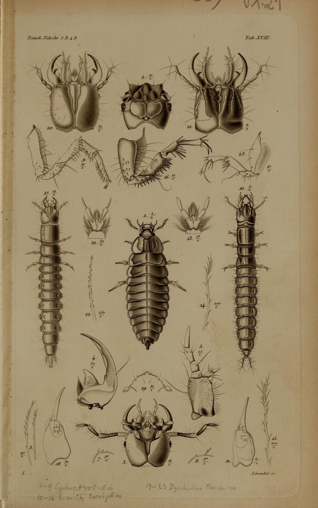 an illustration shows different insect species and their different forms
