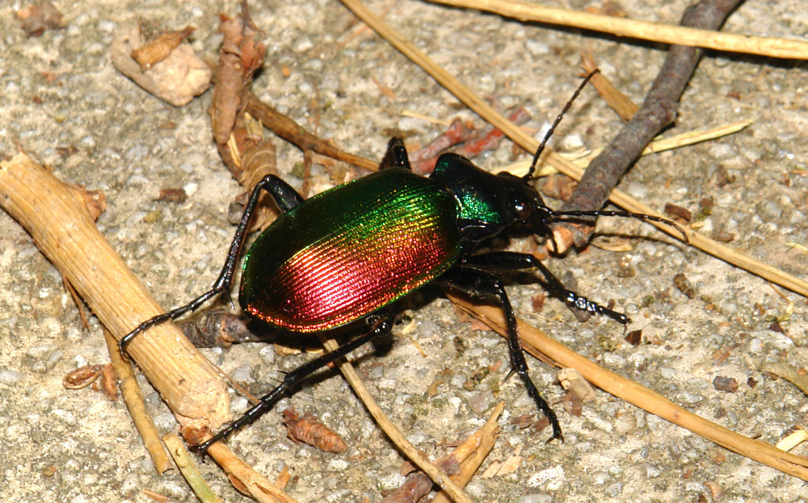 a colorful beetle walking on the ground by itself