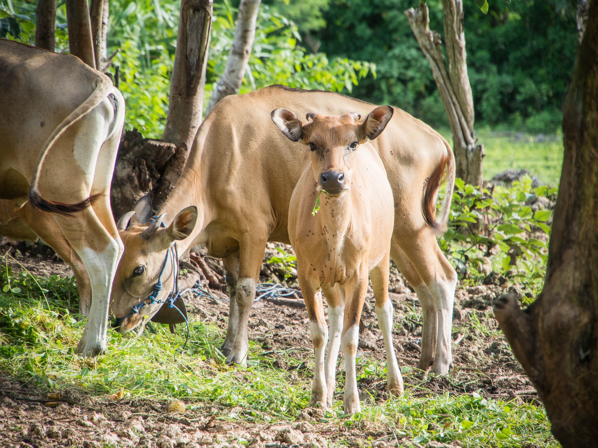 two cows are looking over a green field