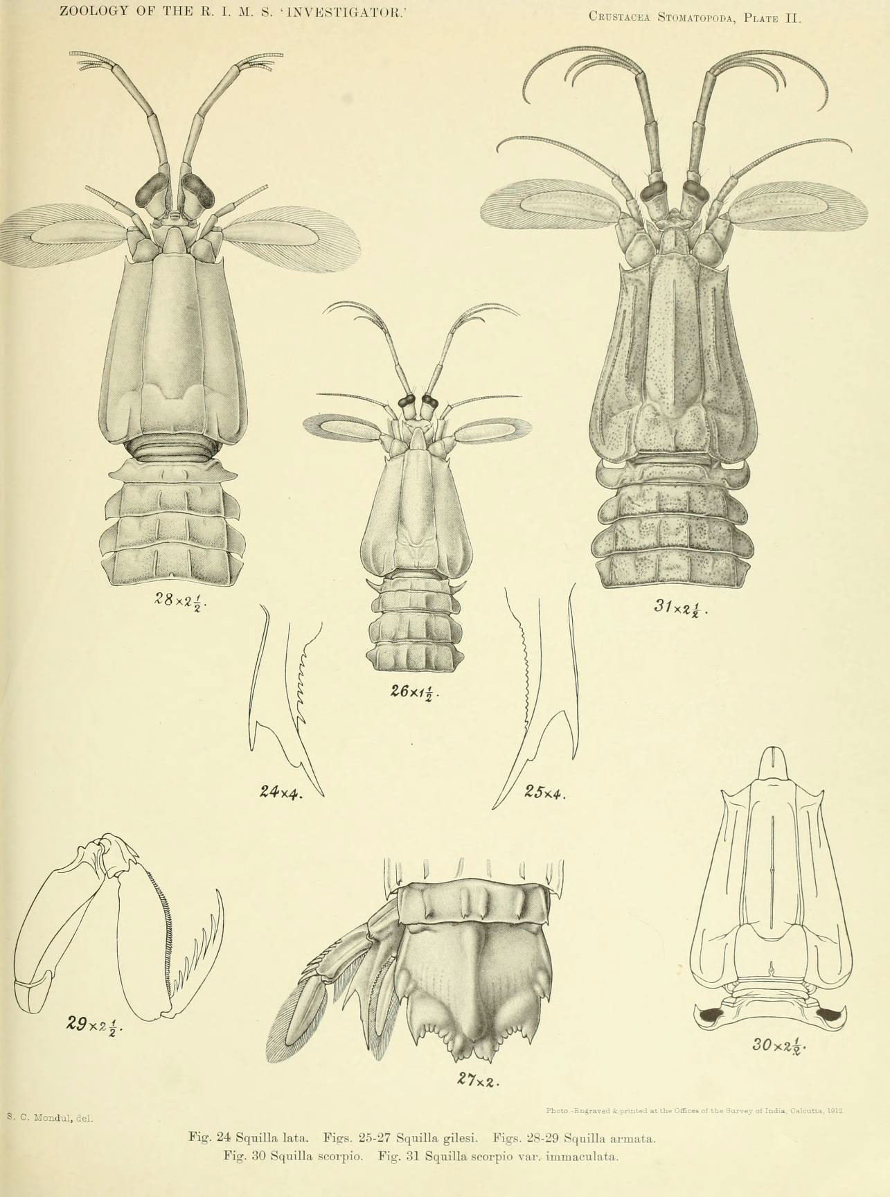 insects with head, arms and legs