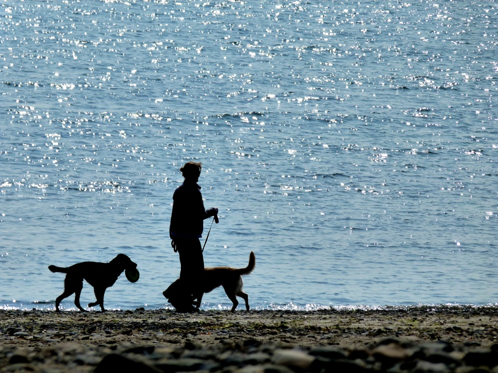 there is a man walking two dogs on the beach