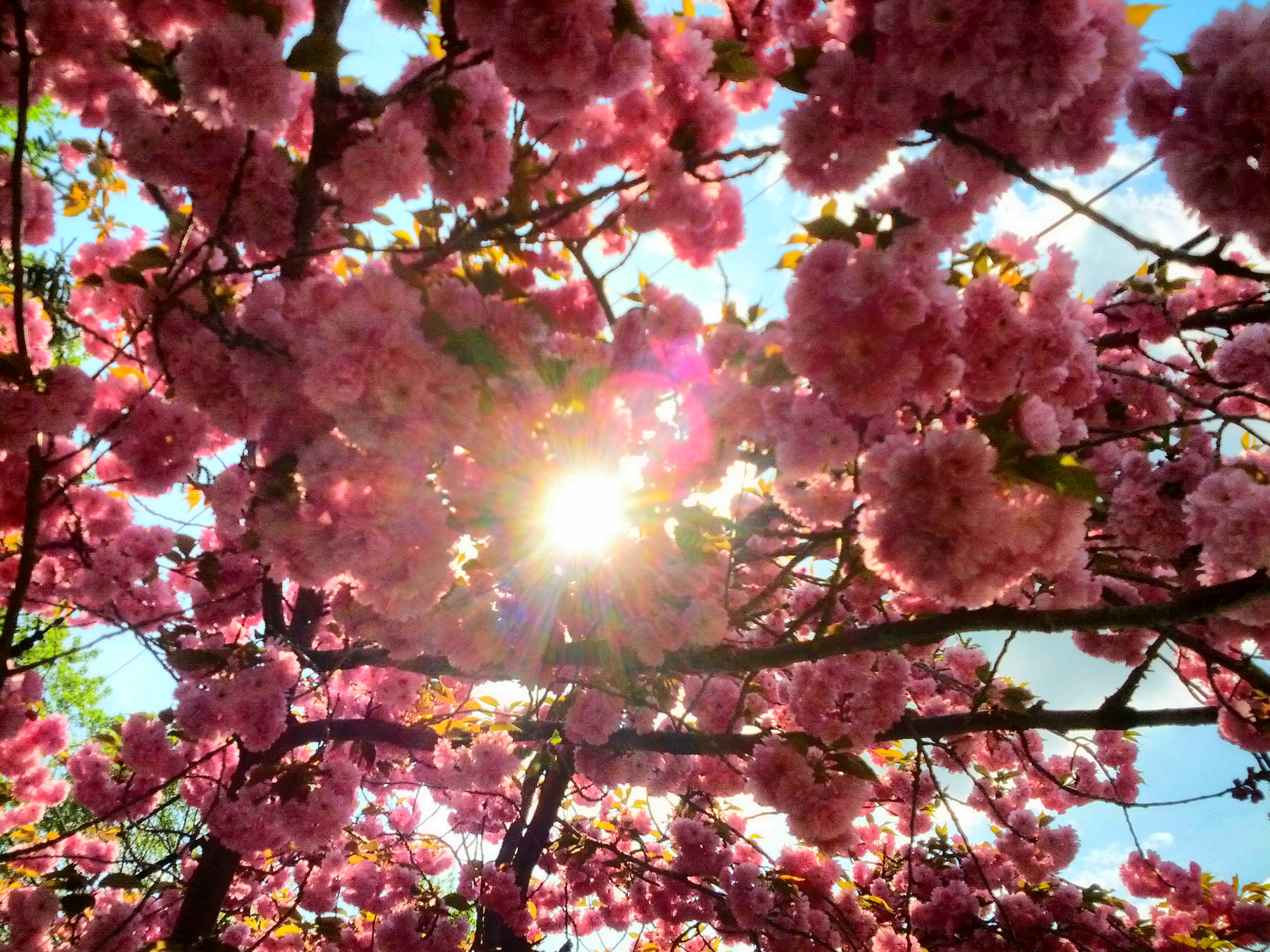 the sun's rays through pink flowers on a tree