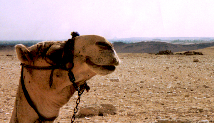 a camel's head in the desert with no vegetation