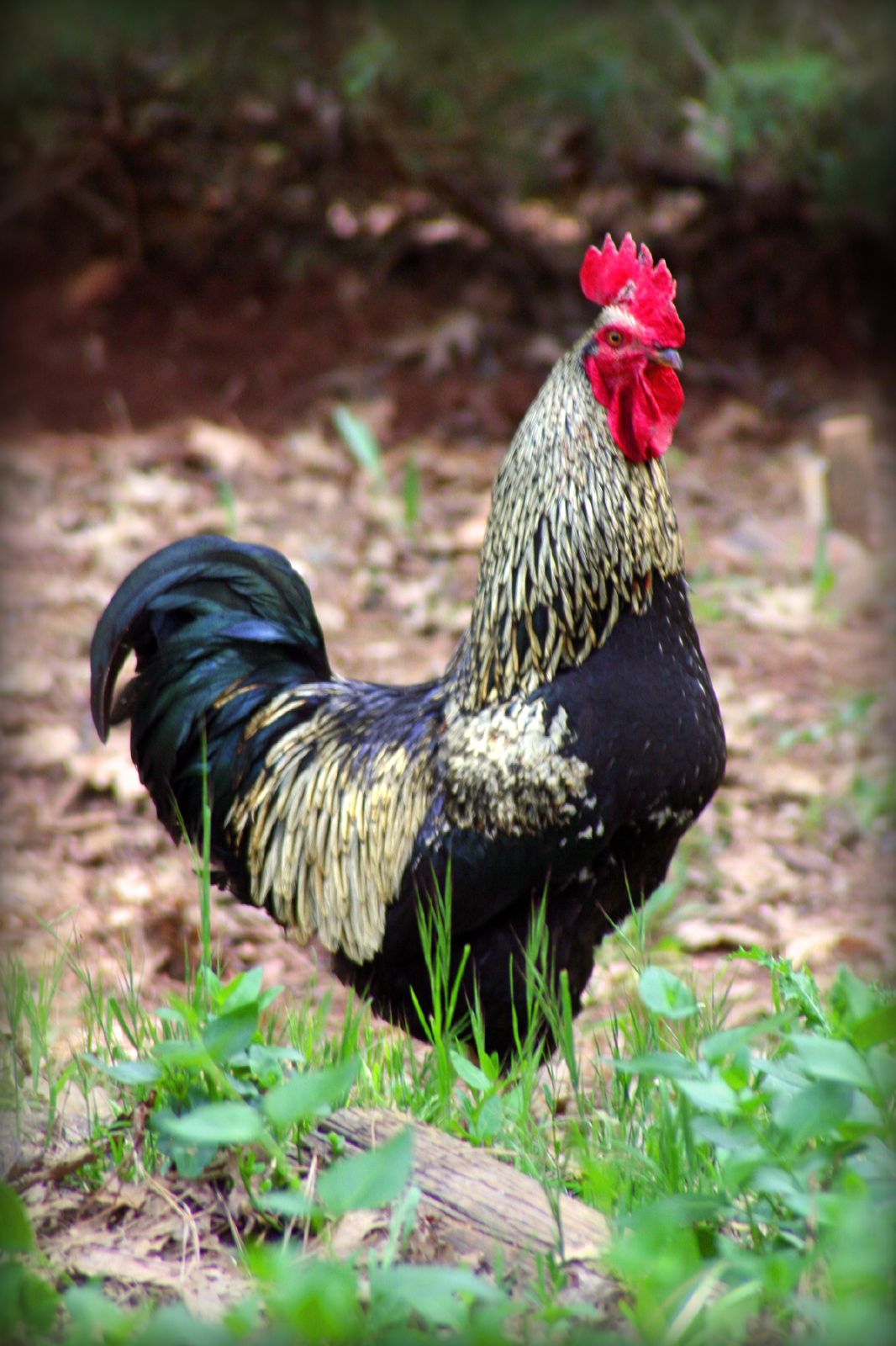 a large rooster standing on a grass covered field