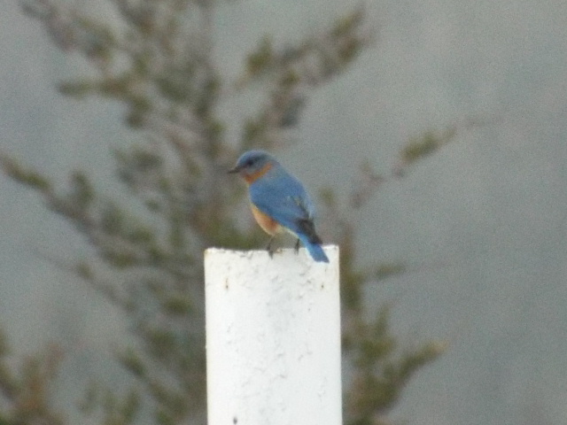 a blue bird sitting on the end of a white pole