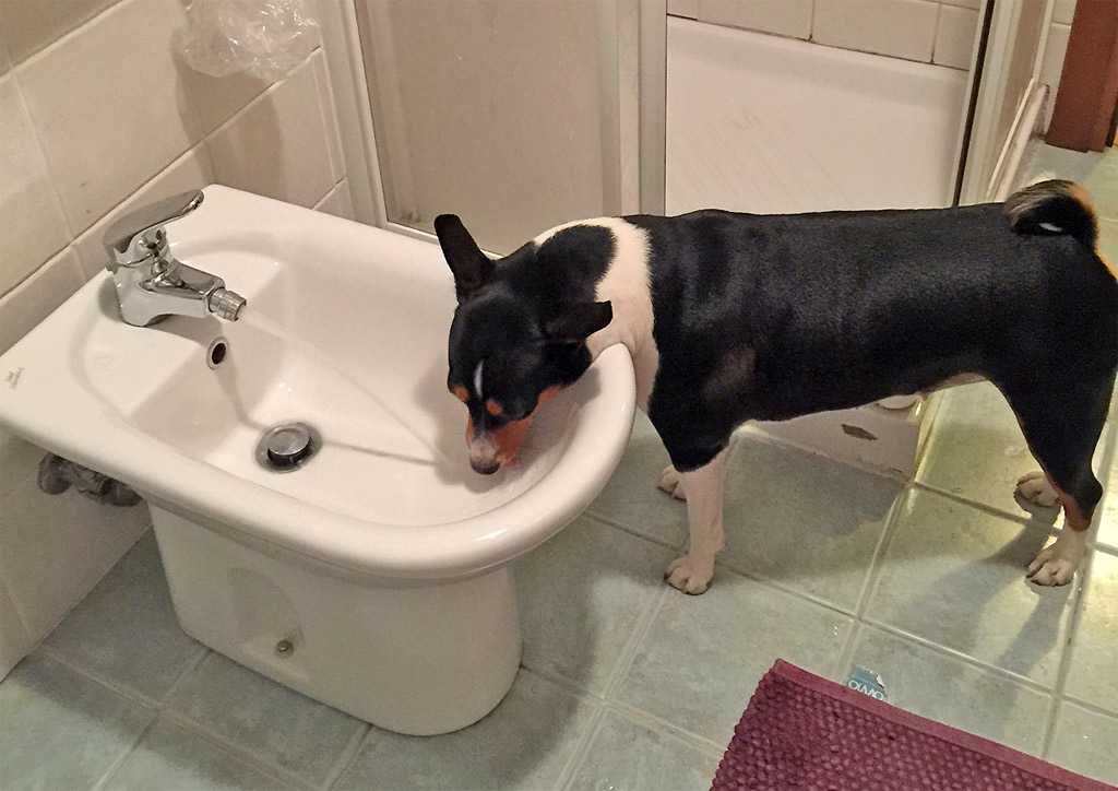 a dog that is drinking from a sink