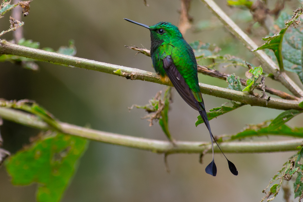 a green hummingbird perches on a nch in a tree