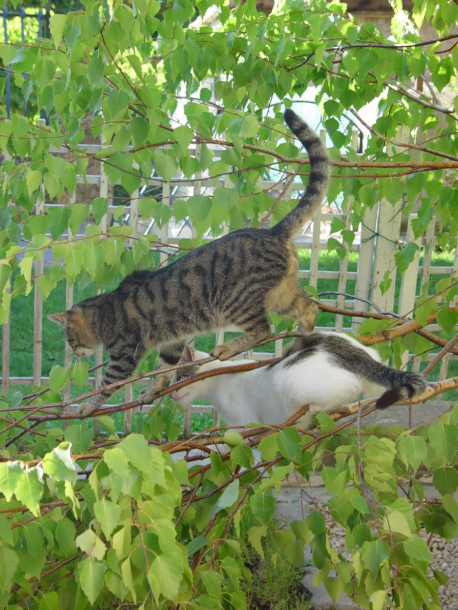 a cat walking on a fence looking around