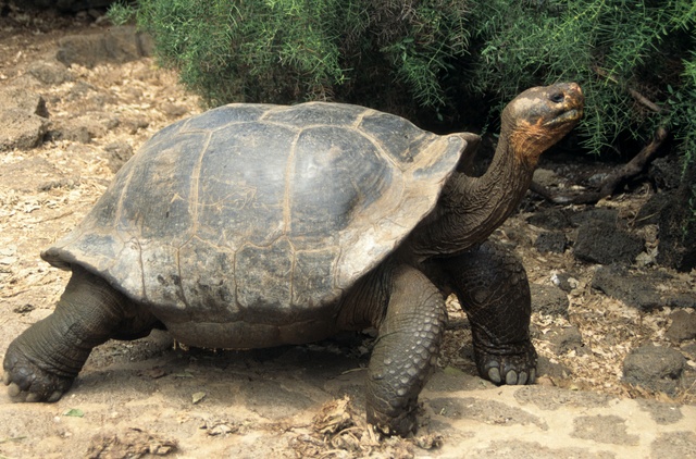 a tortoise walks down a dirt path