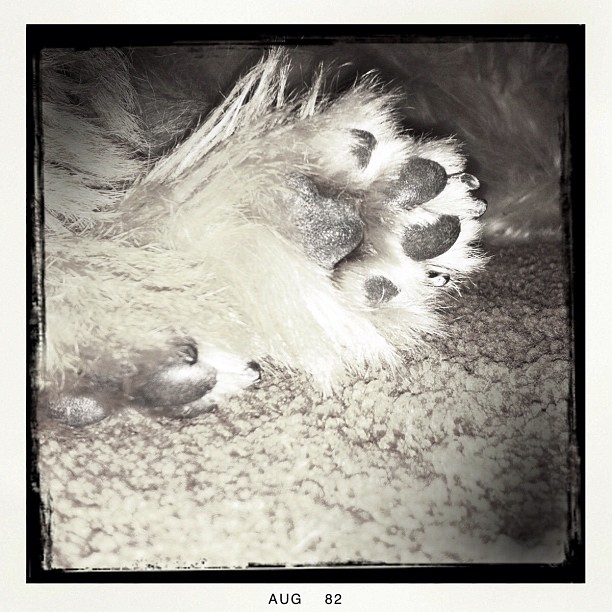 a dog is resting his paw on the carpet