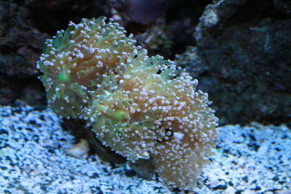 there is an orange and white coral underwater