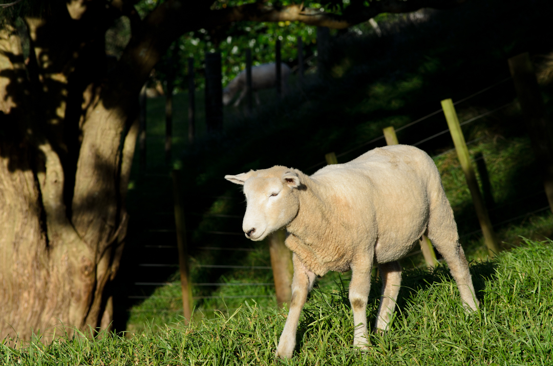 an ewe standing in a grassy field beside a fence