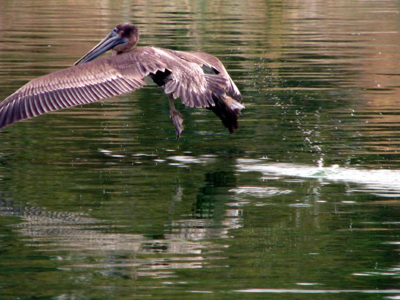 a small bird with it's wings wide open landing on a river