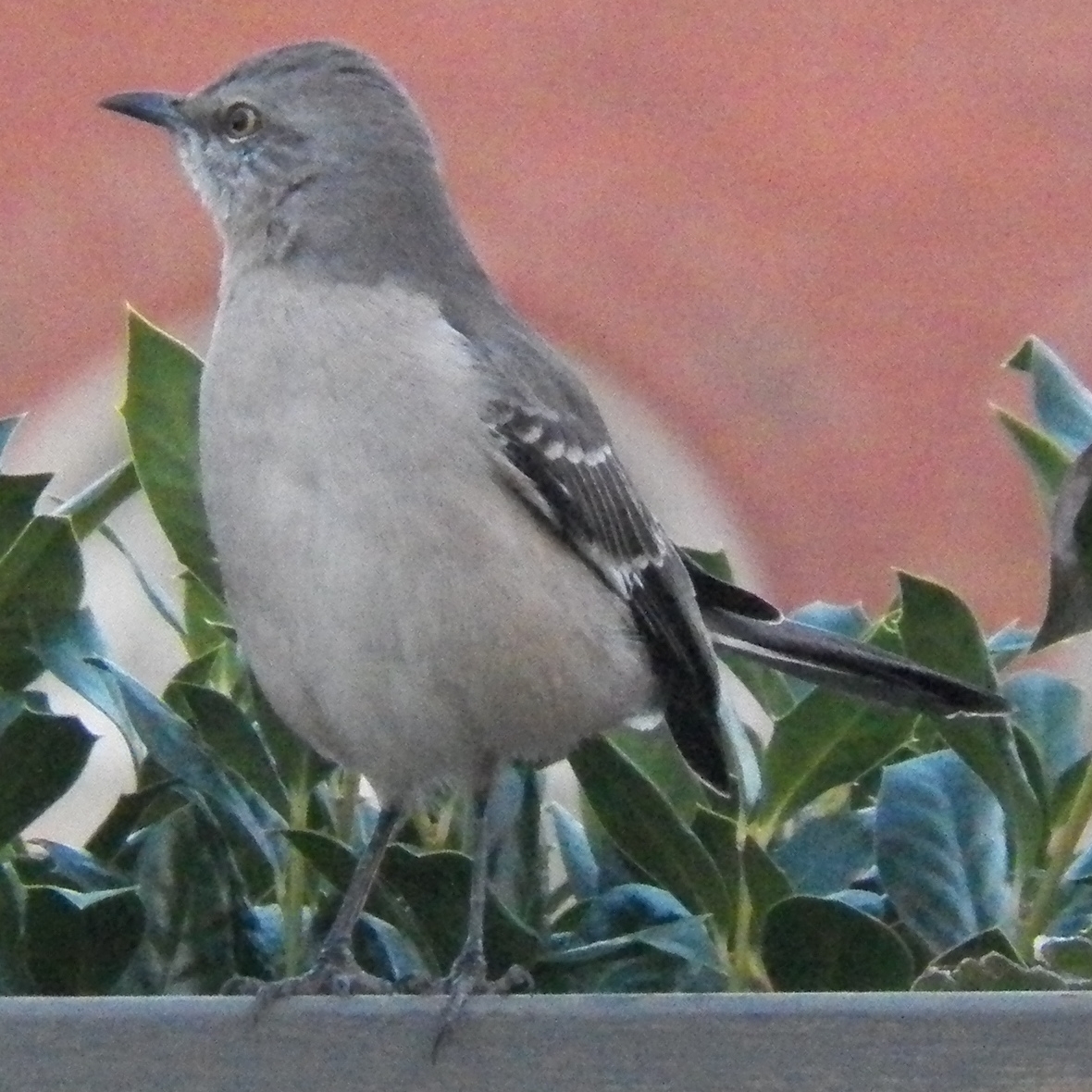 a bird is perched on the plant outside