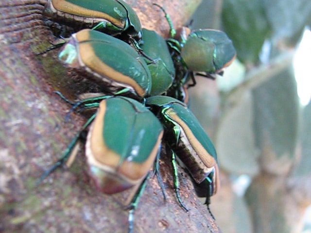 large bugs sitting on top of a tree