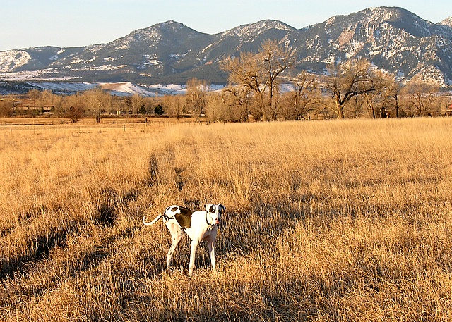 two whip dogs stand in an open field with mountains behind them