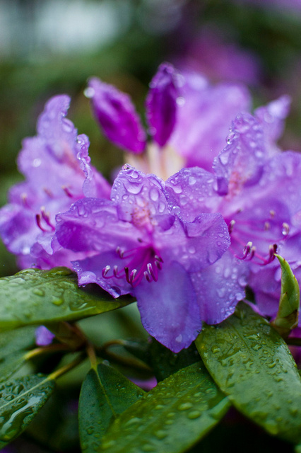 a large purple flower with rain drops on it