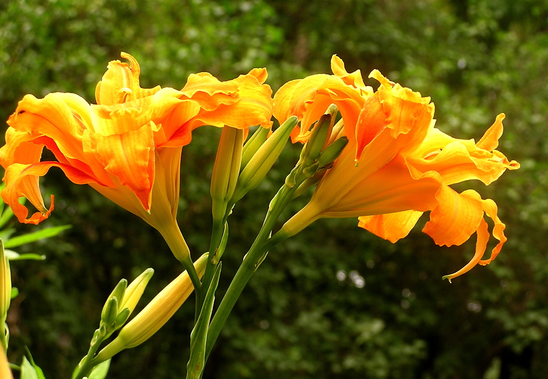 a close up of some flowers near trees